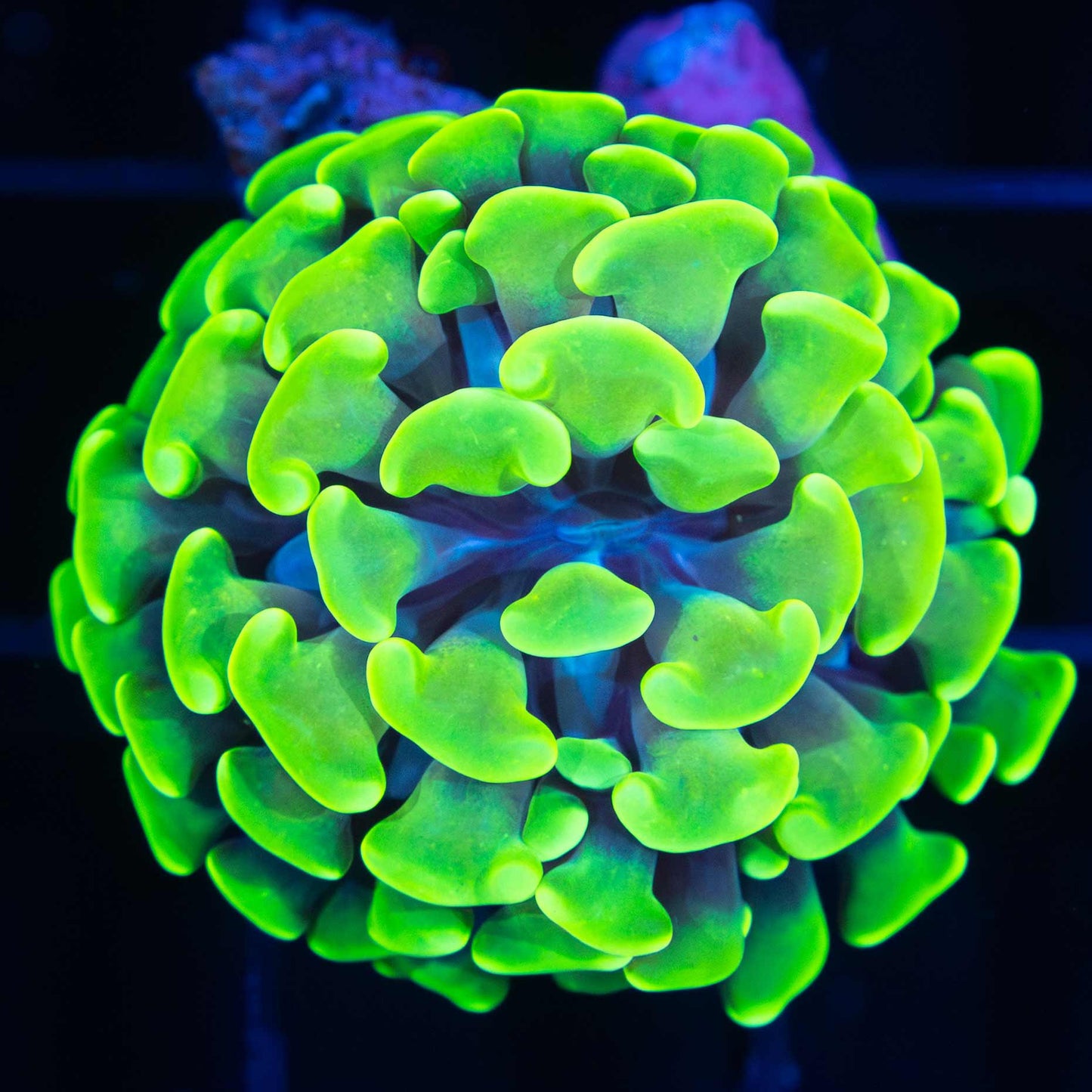 Toxic Stem Hammer Coral