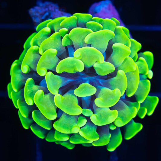 Toxic Stem Hammer Coral