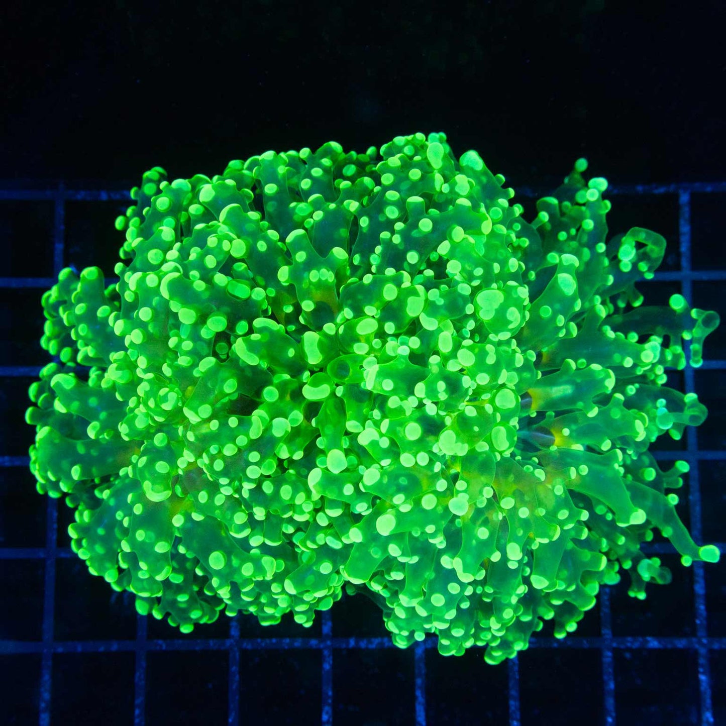 Giant Toxic Octospawn 2 heads 5.5"
