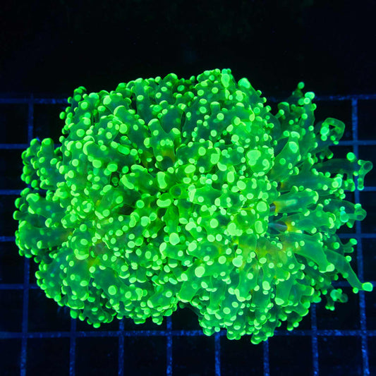 Giant Toxic Octospawn 2 heads 5.5"