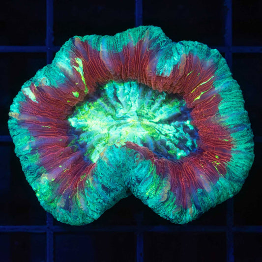 4 Color Indo Trachy 2"