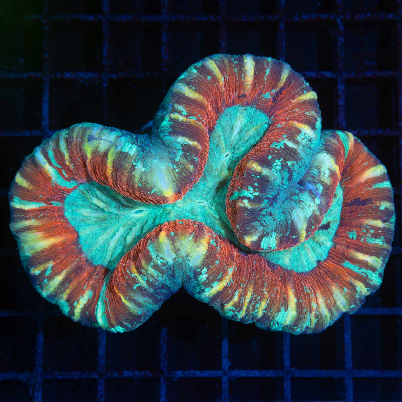 4 Color Trachyphyllia (Brain Coral) 4.25"