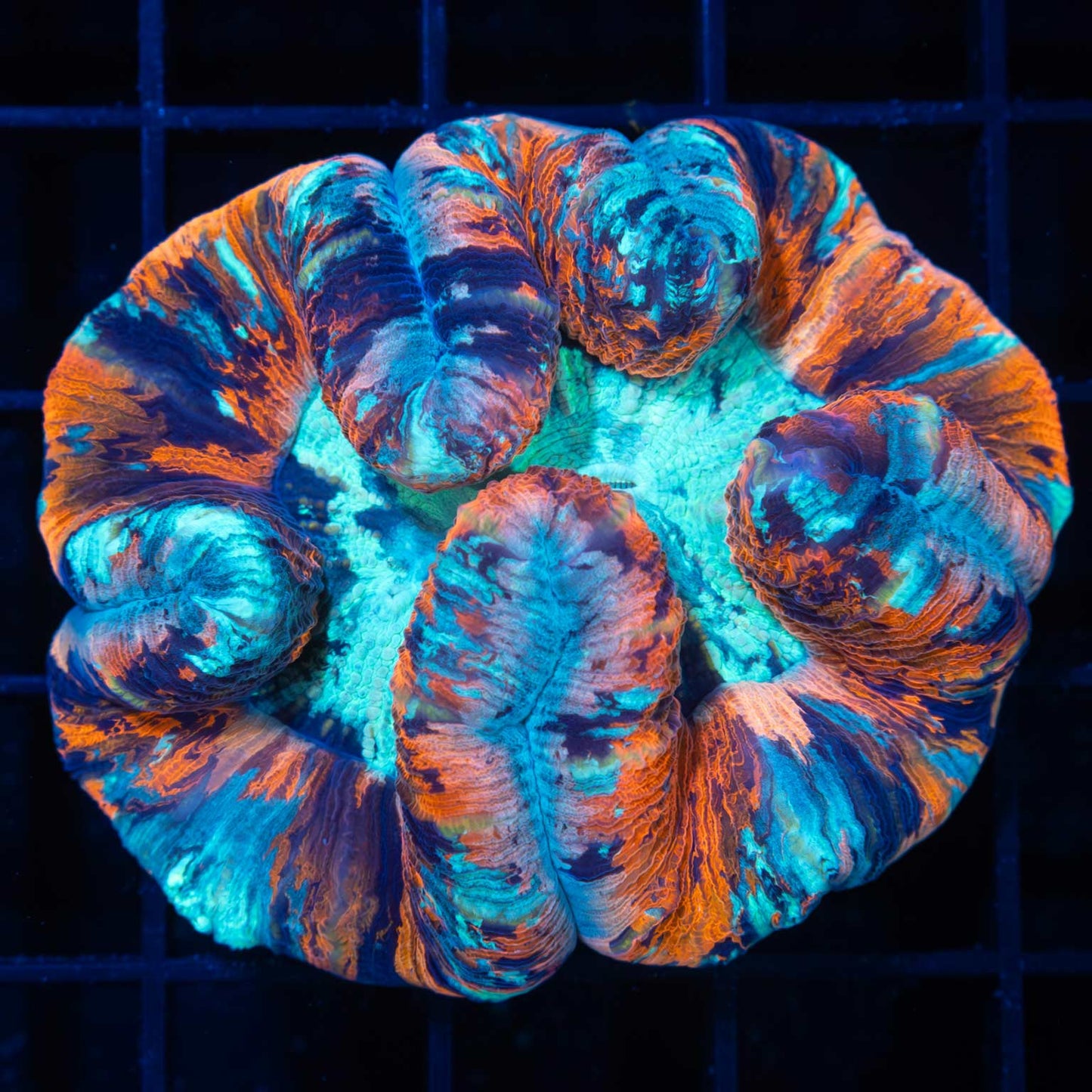 4 Color Wellsophyllia 3"