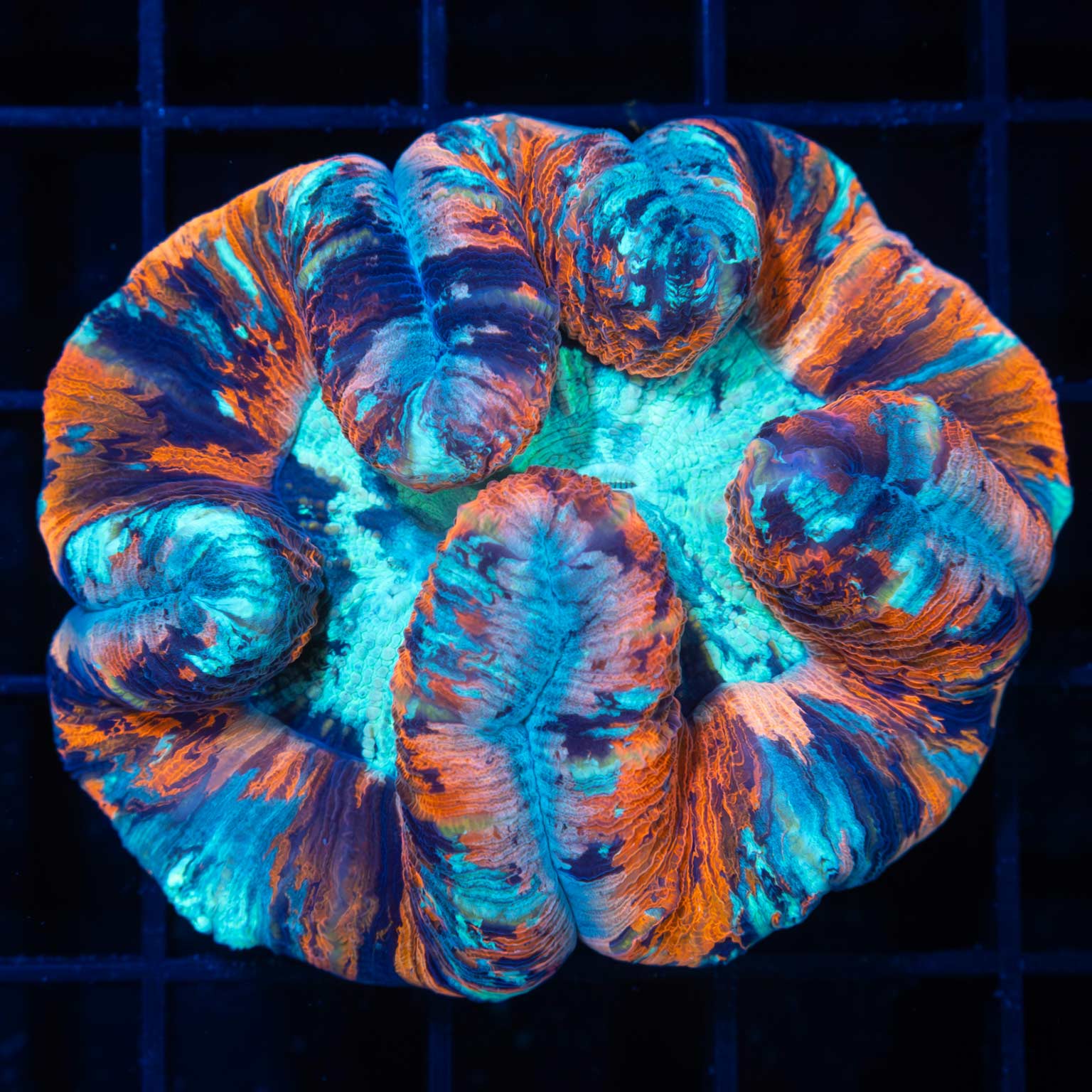 4 Color Wellsophyllia 3"