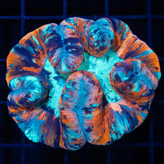4 Color Wellsophyllia 3"