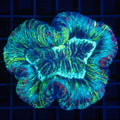 Brain Coral 2