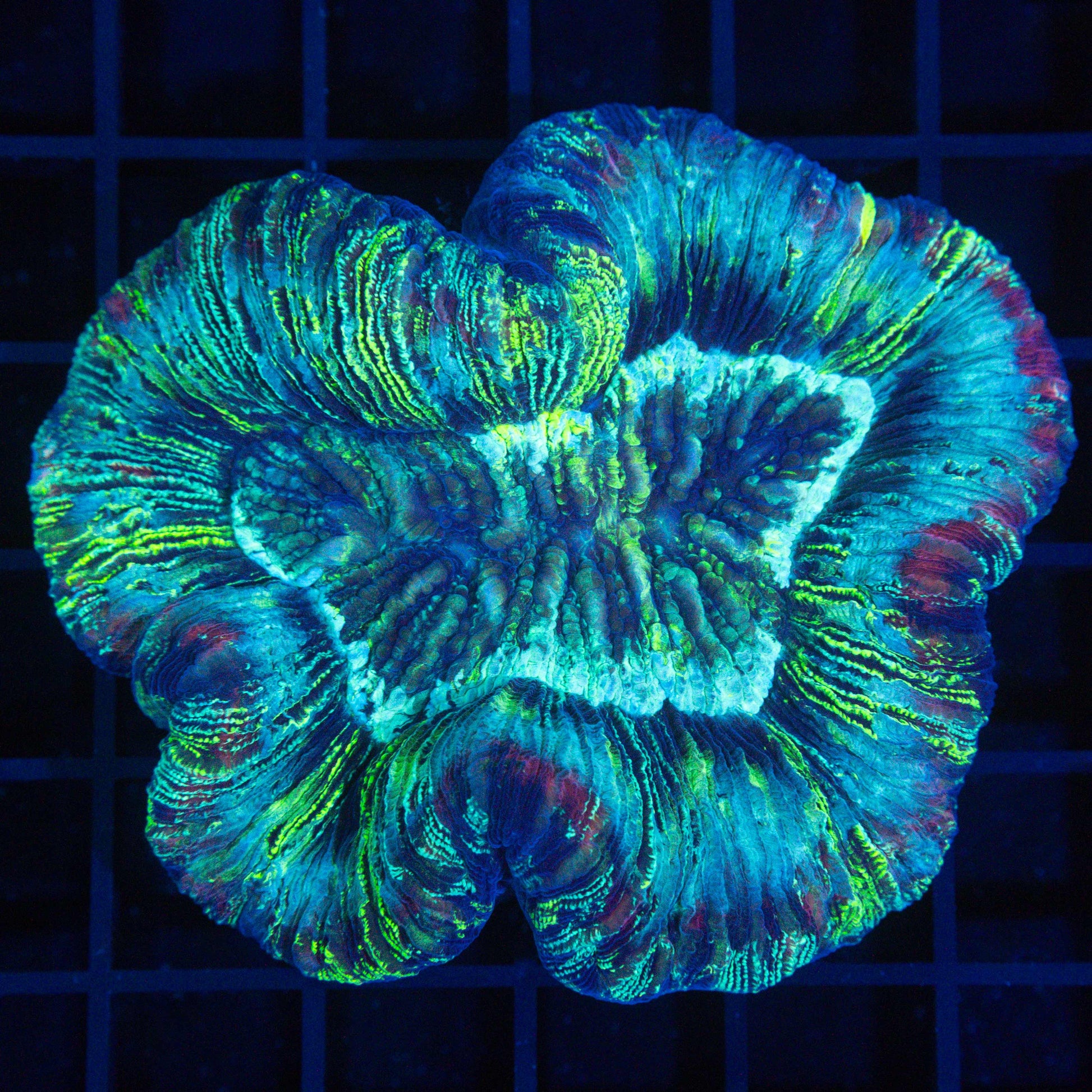 rainbow brain coral
