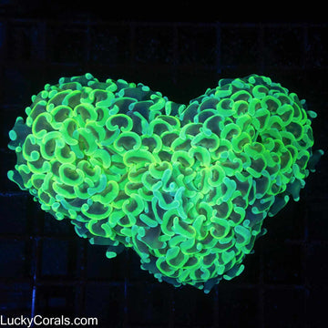 Insanely Bright Neon Green Hammer 4.5"