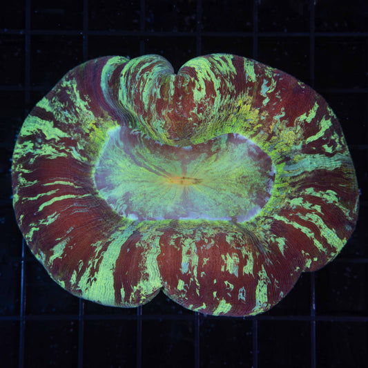 4 Color Trachyphyllia (Brain Coral) 4"