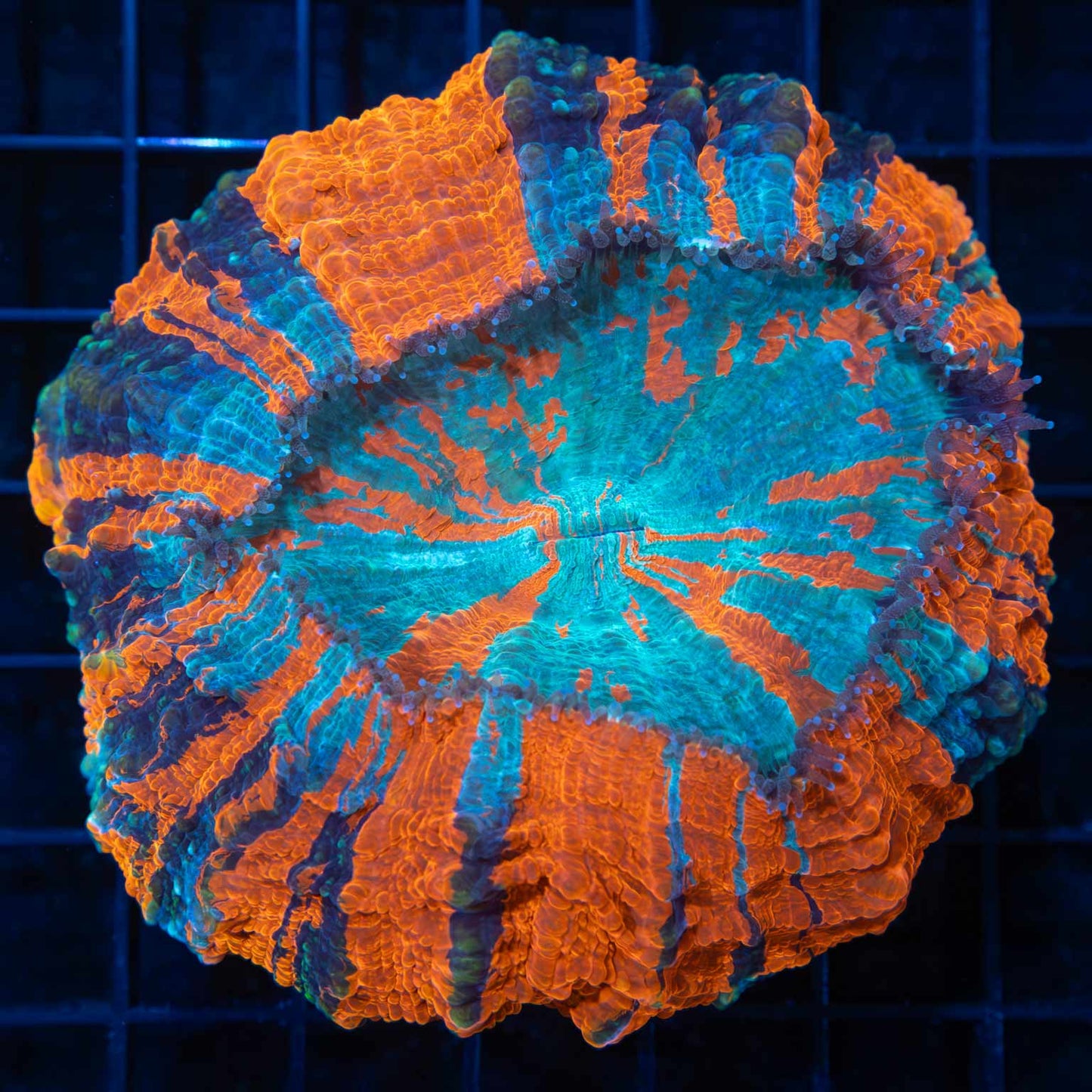 3 Color Acanthophyllia 4"