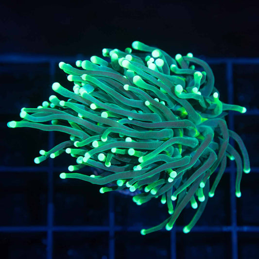 Triple Green Indo Torch Coral