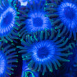 Tubbs Blue Zoanthid