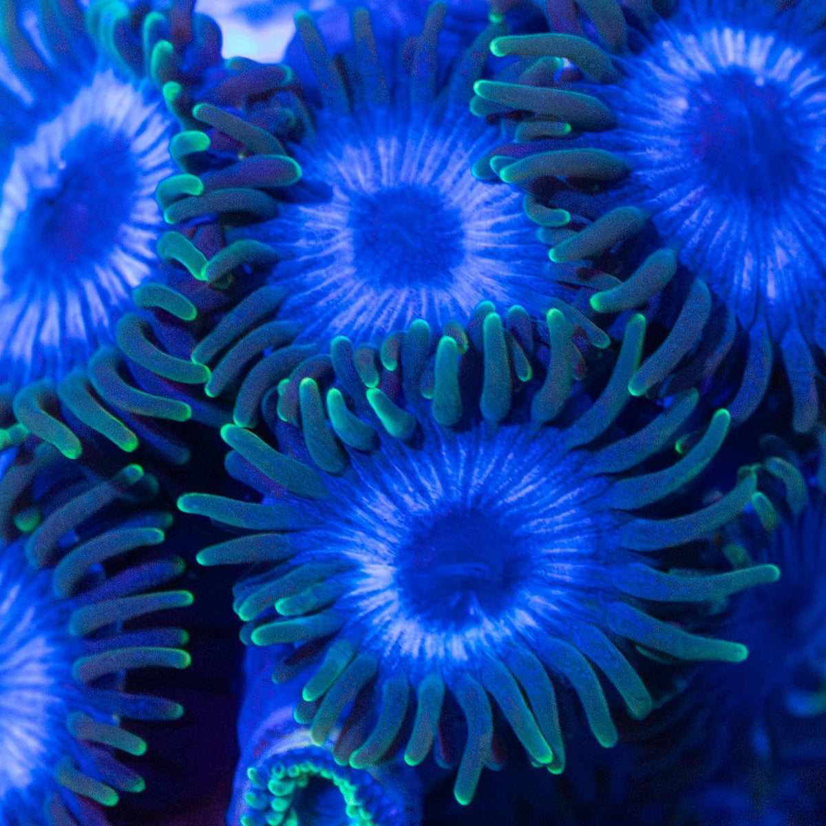 Tubbs Blue Zoanthid zoanthid under blue aquarium lighting