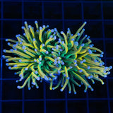 banana grail torch coral 2 heads
