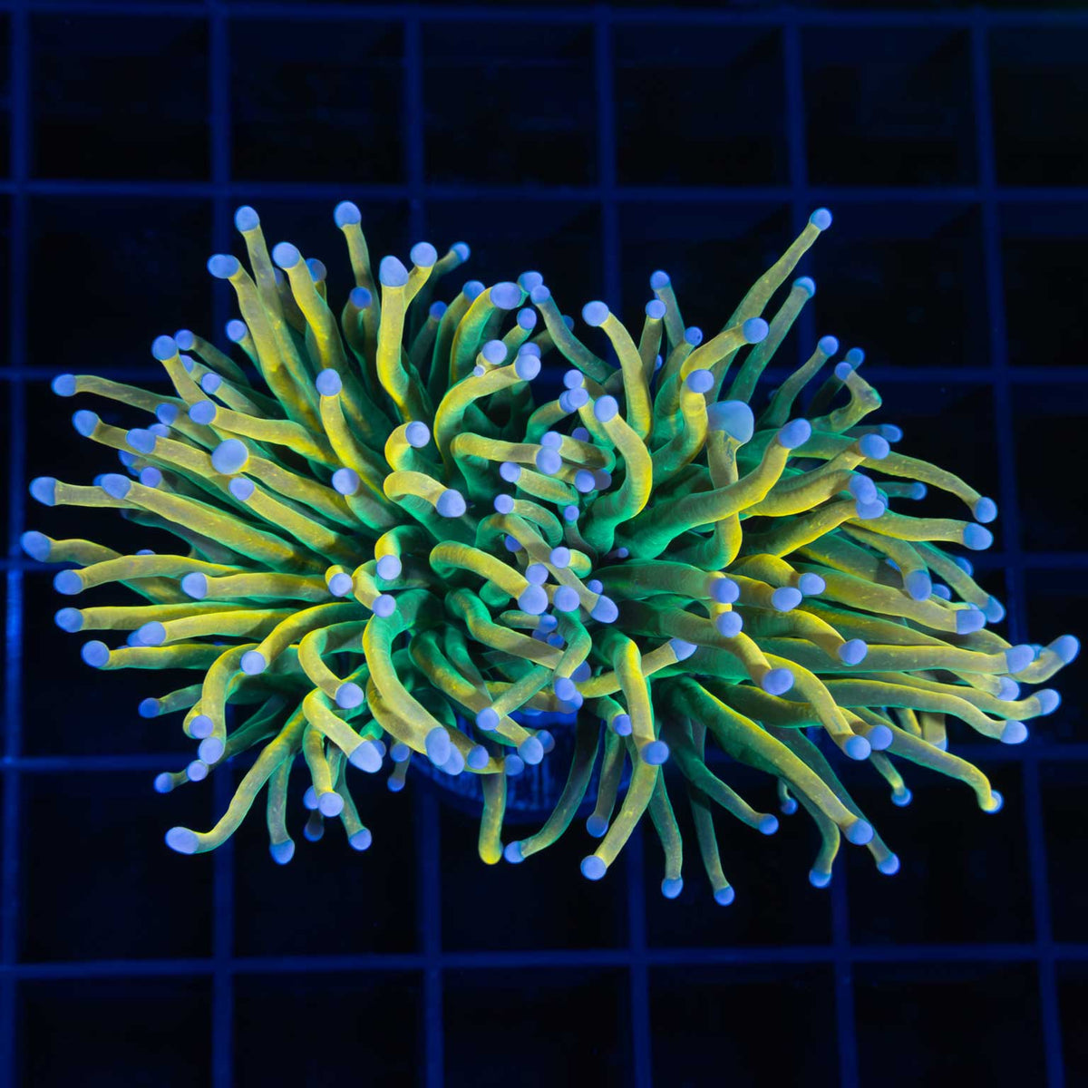 banana grail torch coral 2 heads