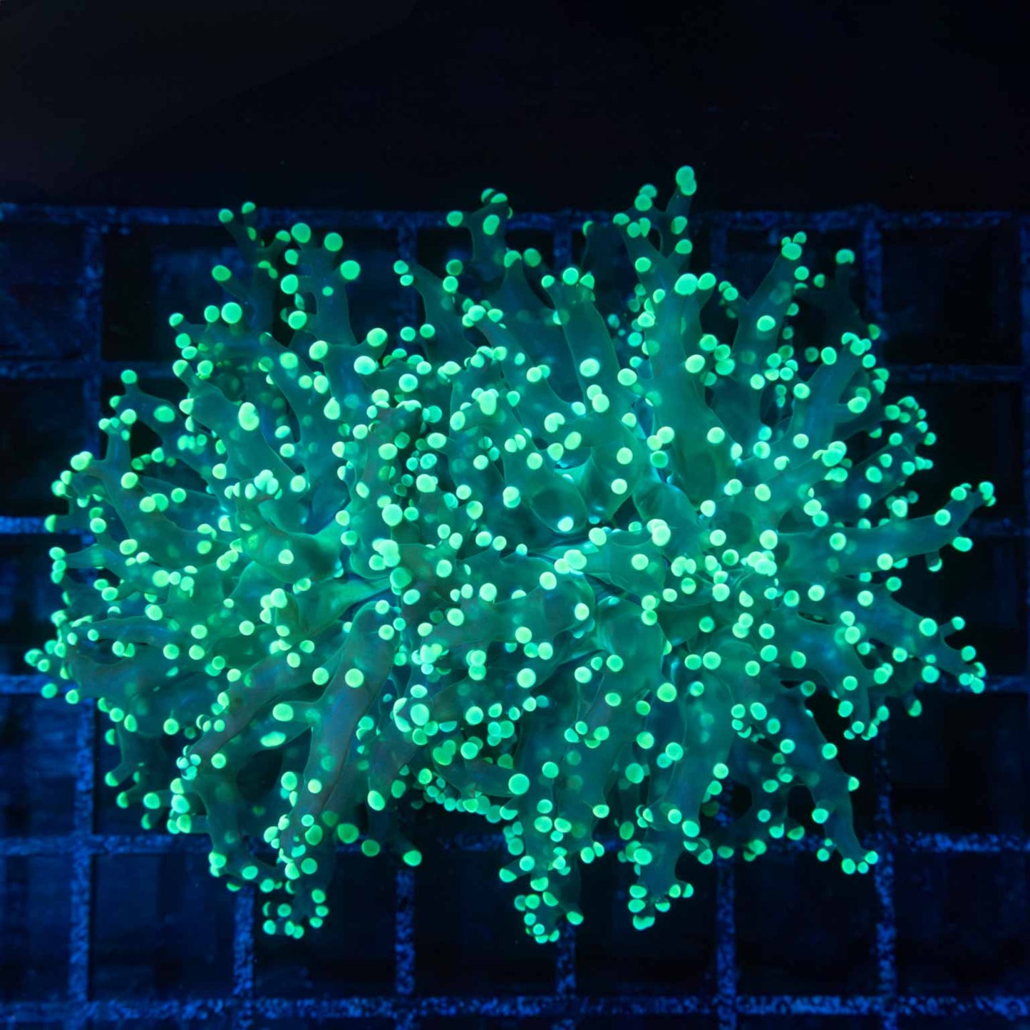 2 Heads Green Frogspawn