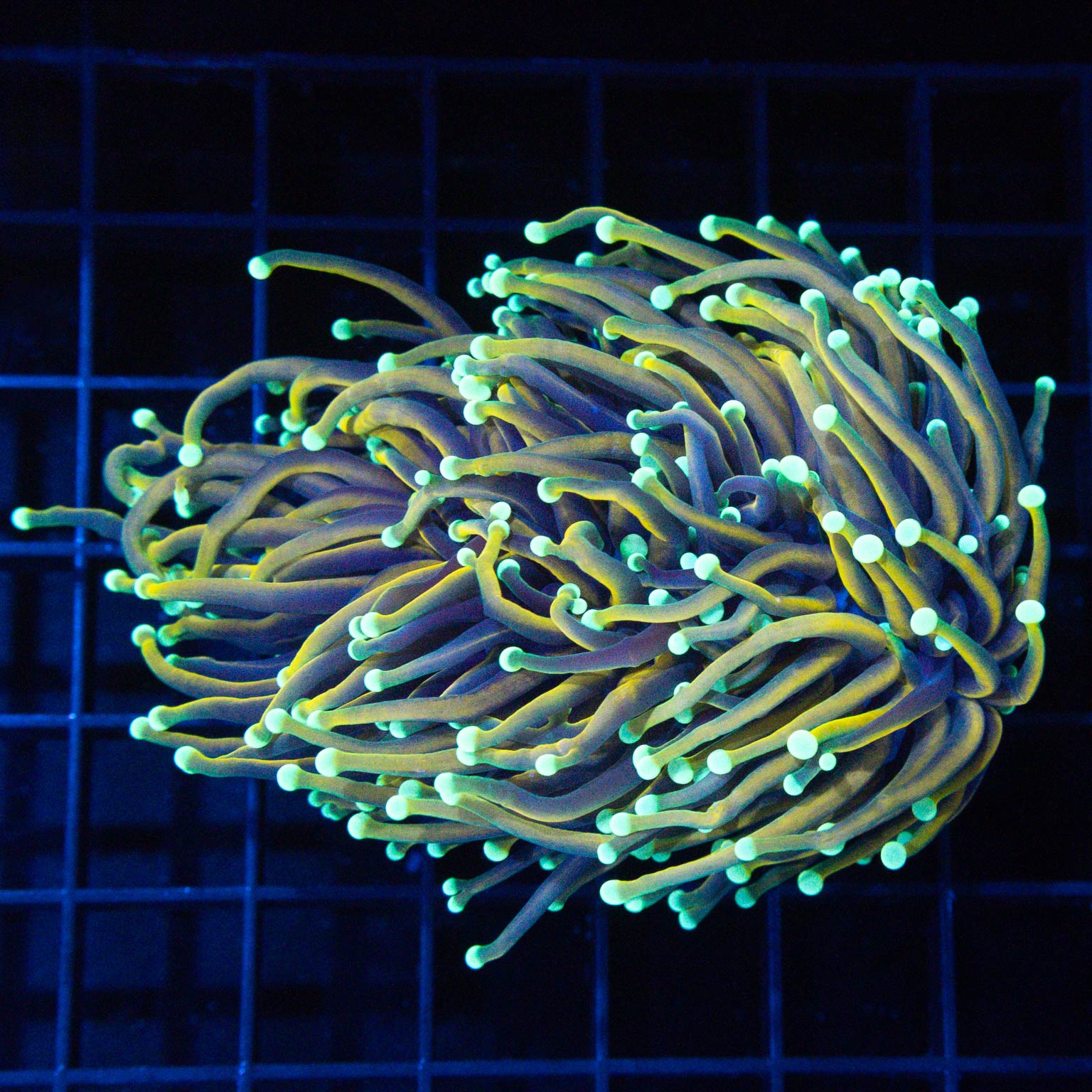 XL 2 Heads Hellfire Torch Coral