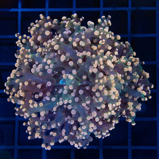 2 Heads Peach and Teal Frogspawn