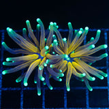 Tiger Torch