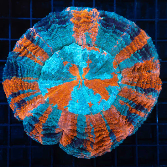 UFO Acanthophyllia