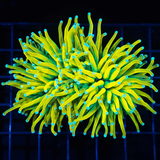 2 Heads Ultimate Yellow Holy Grail Torch (Incredibly Yellow!)