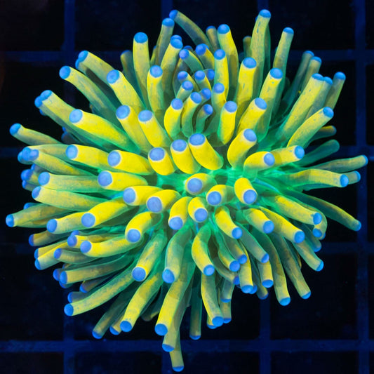 Blue Tip Banana Torch Coral (Bright!)