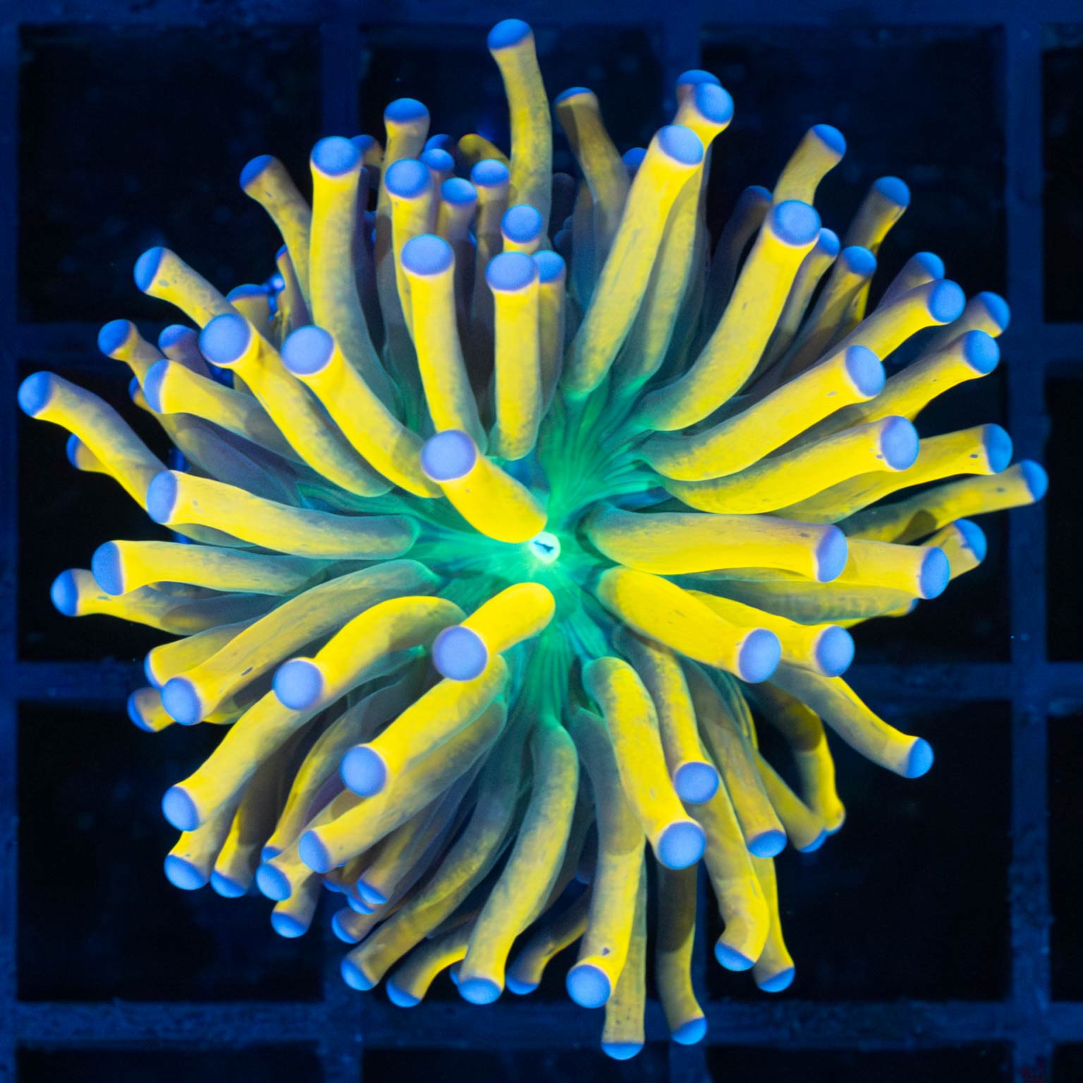 Ultimate Blue Tip Banana Torch Coral (Bright!)