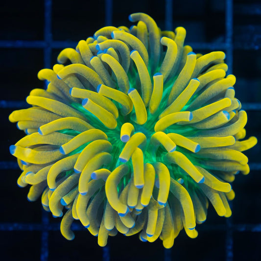 Blue Tip Ultimate Banana Torch