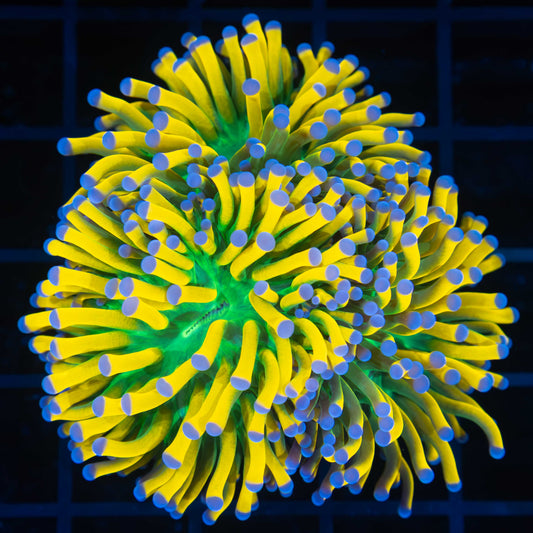 3 Head Ultimate Blue Tip Banana Torch