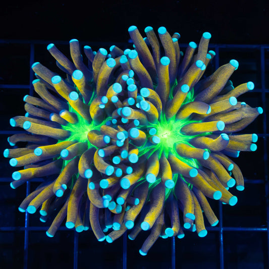 2 Heads Ultimate Jester Torch