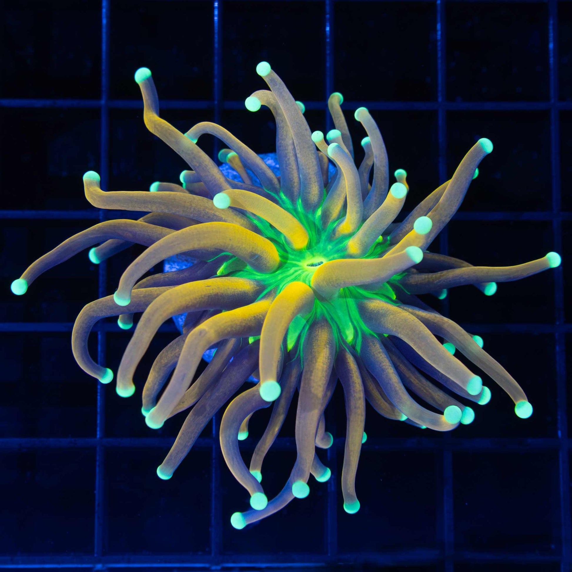 Ultimate Jester Torch Coral