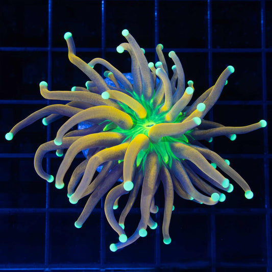 Ultimate Jester Torch Coral