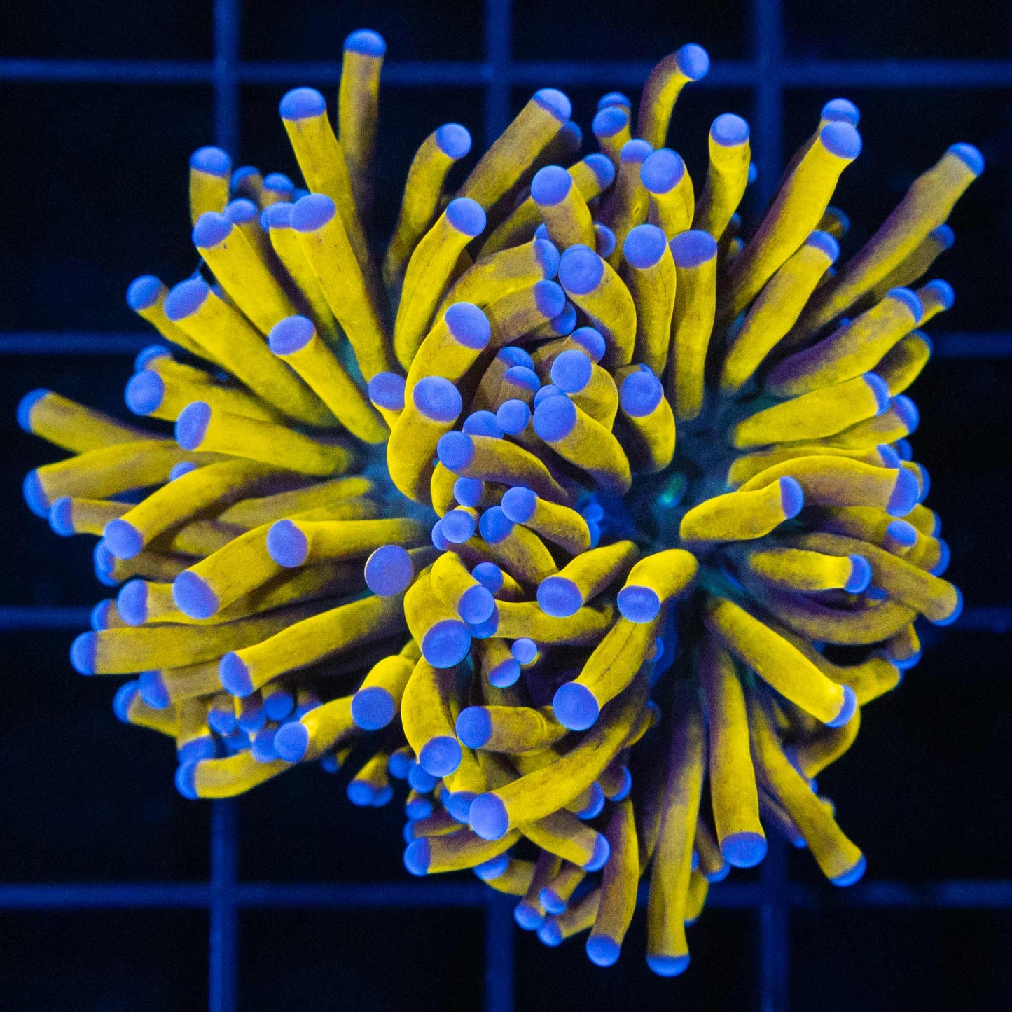Ultra 24K Gold Torch Coral