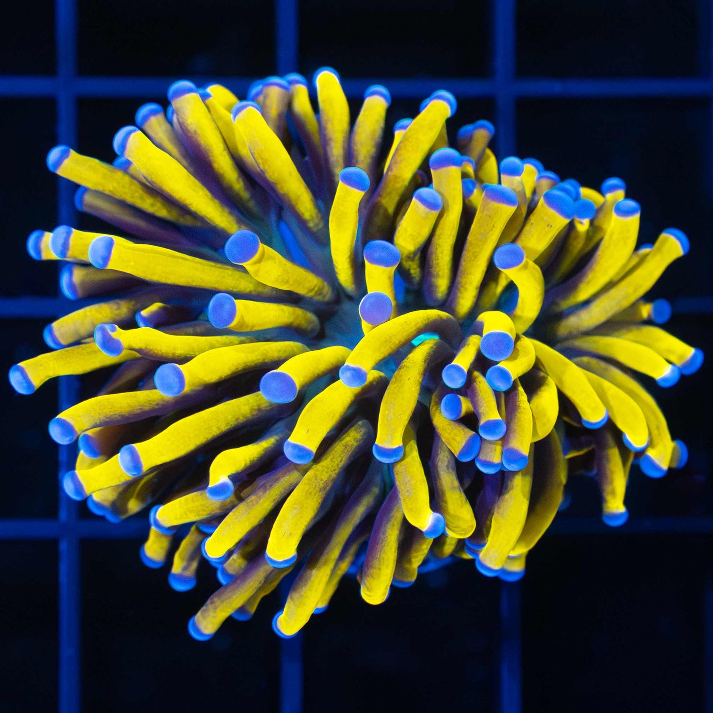 Ultra 24K Gold Torch Coral