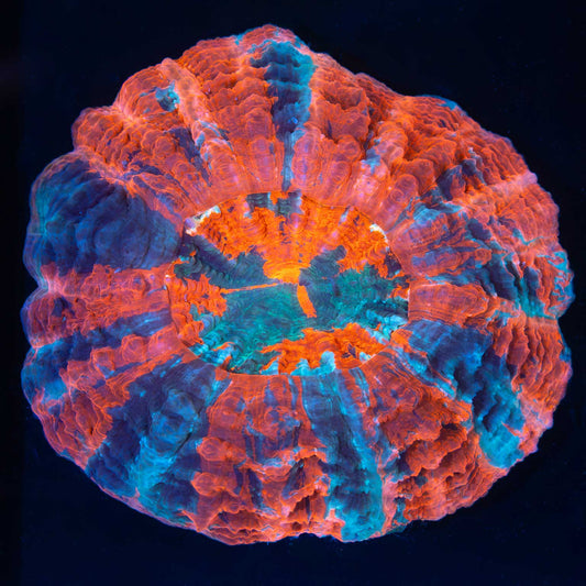 Malaysian 24K Gold Torch Coral