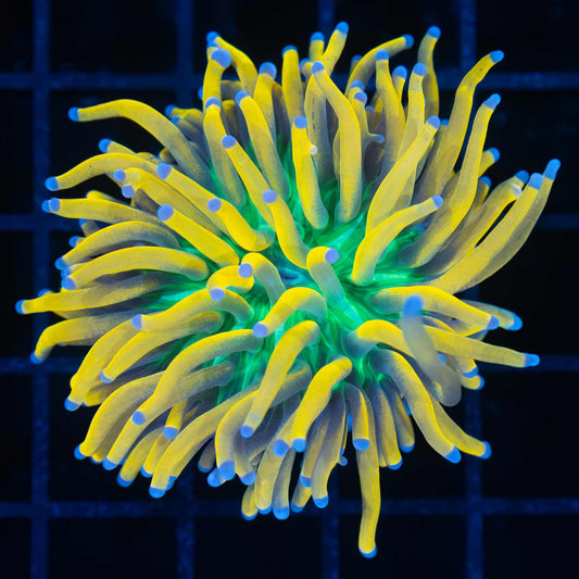 Ultra yellow banana torch