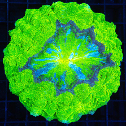 Bright Neon Acanthophyllia 4"