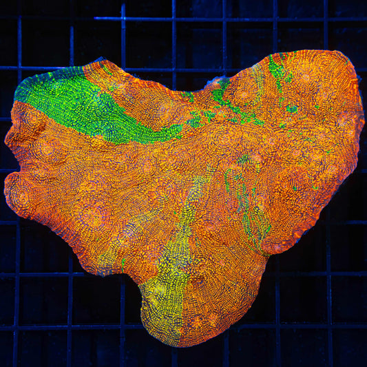 Glowing Glitter XL Chalice Colony 4.5"