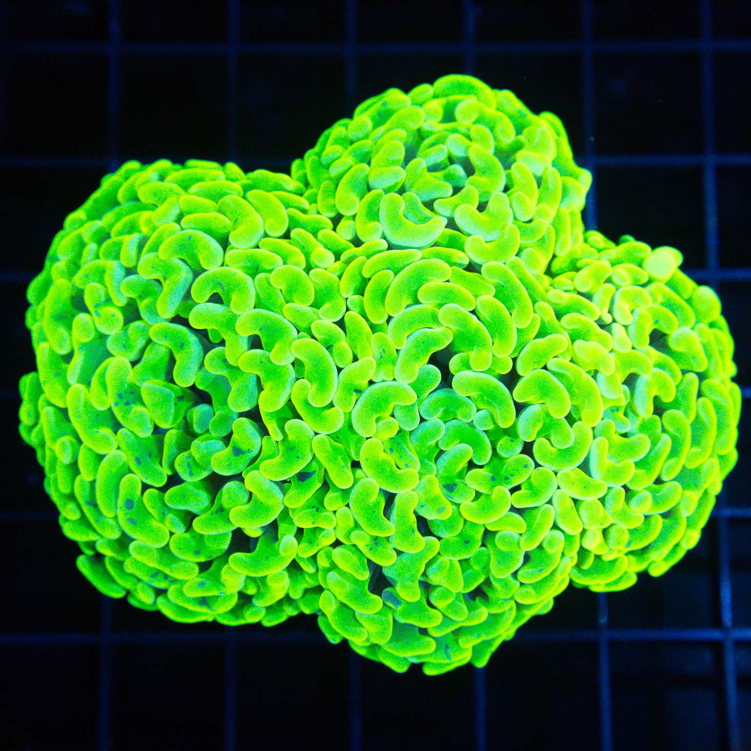 Extraordinarily Bright Hammer Coral