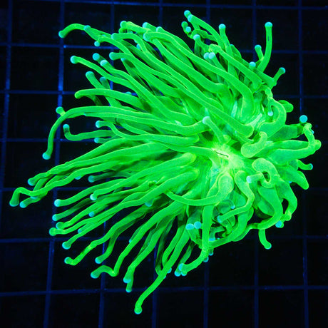 ultra bright neon green torch coral large