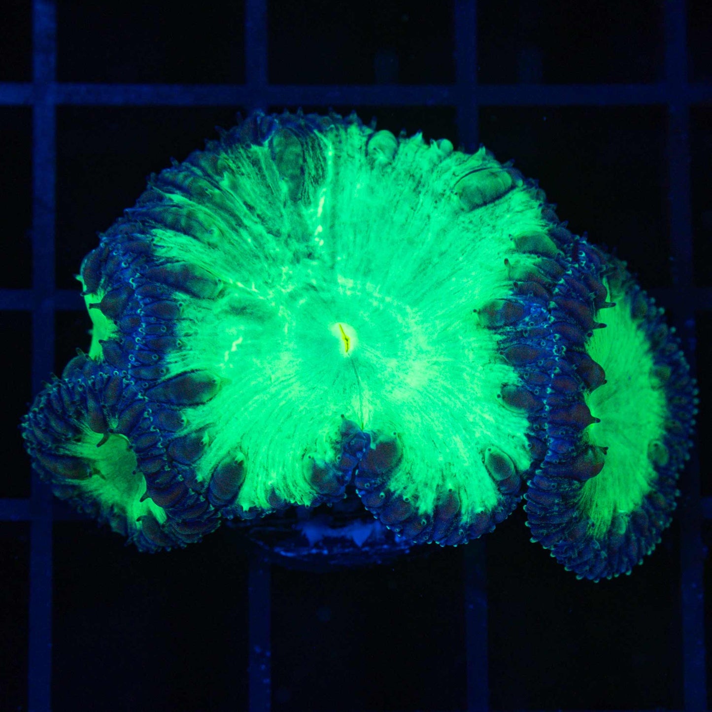 Jumbo Polyp Neon Blastomussa