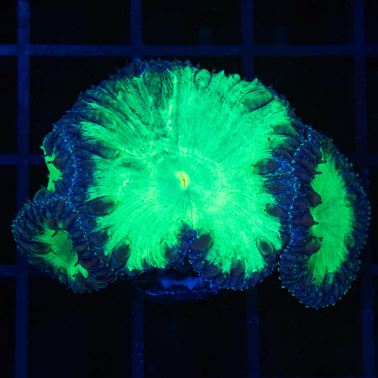 Jumbo Polyp Neon Blastomussa