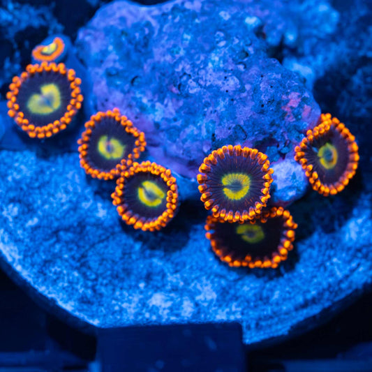 Ultra Zoas (Nice)