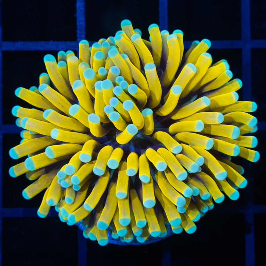 Ultra Sun God Torch Coral (Bright!)