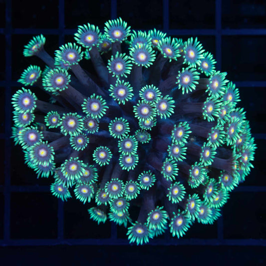 Ultra Goni Colony