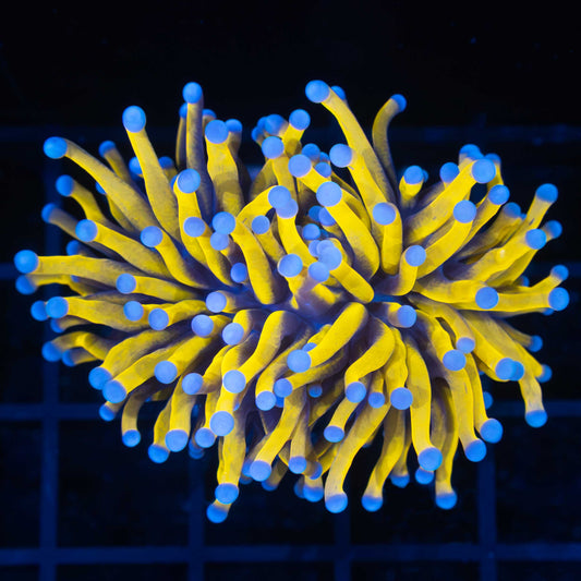 Malay Ultra 24K Gold Torch Coral (Bright Yellow)