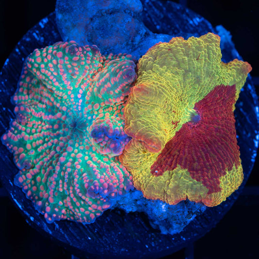 Eclectus / Pink Poppy Mushroom Combo