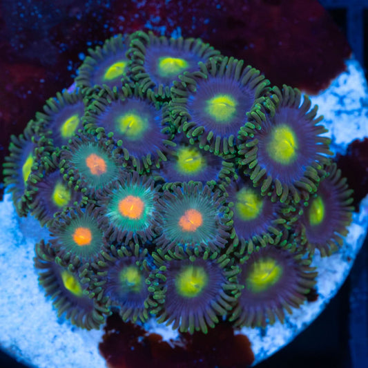 Ultra Zoa Combo
