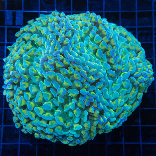 Blue Gold Green Hammer 6"