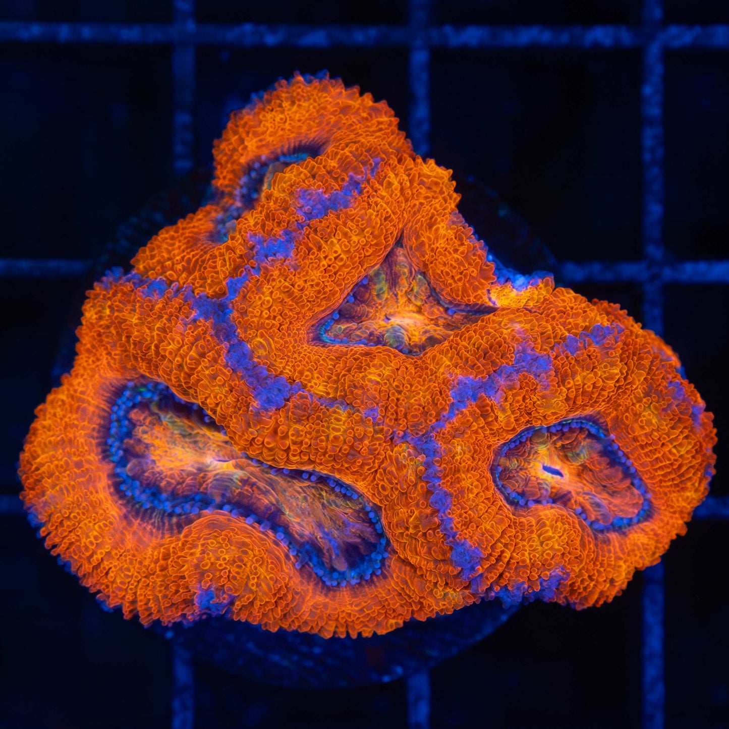 Ultra Orange Acan (Large Polyps)